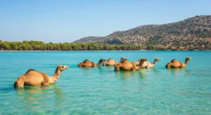 oman salalah | best places to travel in july